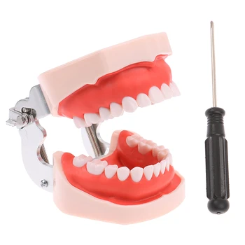 Модел на зъбите Типодонта тренировка модели на смола зубоврачебная за Зубоврачебной практики, Технологии и поучавах зубоврачебное обзавеждане зубоврачебной Модели на челюстите зъбите на венците