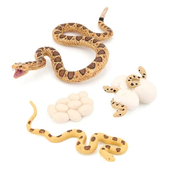 Реалистична Нечовешки Животински Живот Цикъл На Растеж На Биологичния Модел На Играчки Цикъл На Растеж На Змии Биологичен Модел